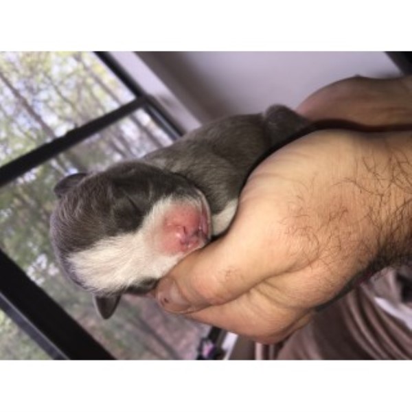 American Bully Puppies 1male 2females $500