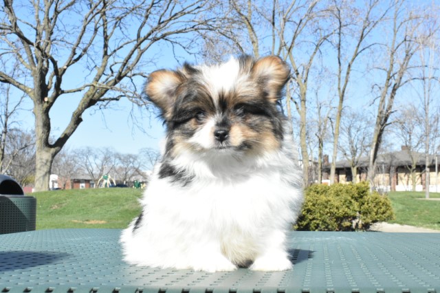 Pomeranian and Yorkie Mix puppy Boy SPARKY