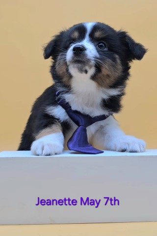 Miniature Australian Shepherd puppy for sale + 65925