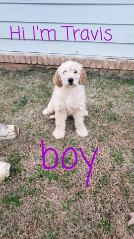 Goldendoodle Puppies