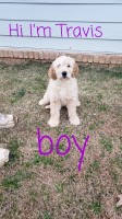 Goldendoodle Puppies Goldendoodle for sale/adoption