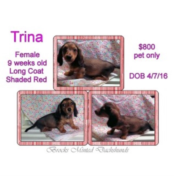 Dachshund puppy dog for sale in Covington, Kentucky