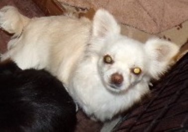 Adult Full AKC Long Coat Chihuahua Male and Female