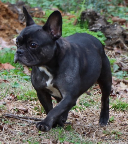 AKC French Bulldogs UPCOMING litter