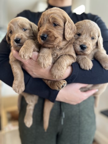 1 male and 3 female F1 medium goldendoodles