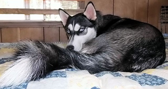 Siberian Husky puppy for sale + 47711