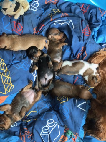 Dachshund Puppies