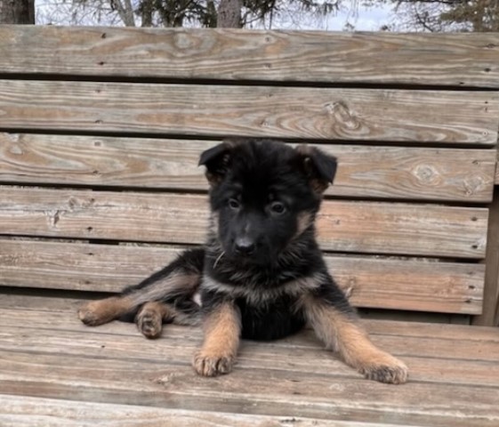 German Shepherd Dog puppy for sale + 63347