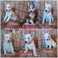 AKC Reg. Female Siberian Husky Puppies Ready To Go Now Siberian Husky for sale/adoption