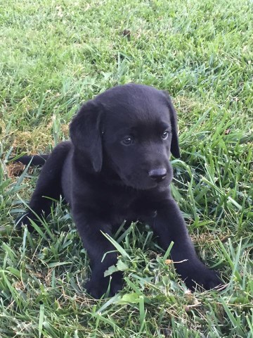 AKC Black Labrador Puppies - Papered & Pedigreed *Taking Deposits Now*