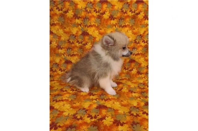 American Eskimo Dog puppy for sale + 62071