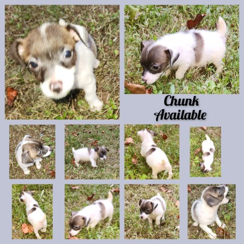 Jack Russell Terrier puppy for sale + 61555