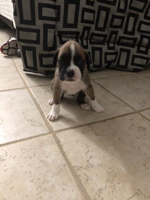 Boxer puppy for sale + 52091