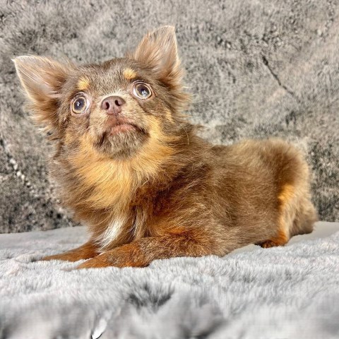 Chihuahua puppy for sale + 66815