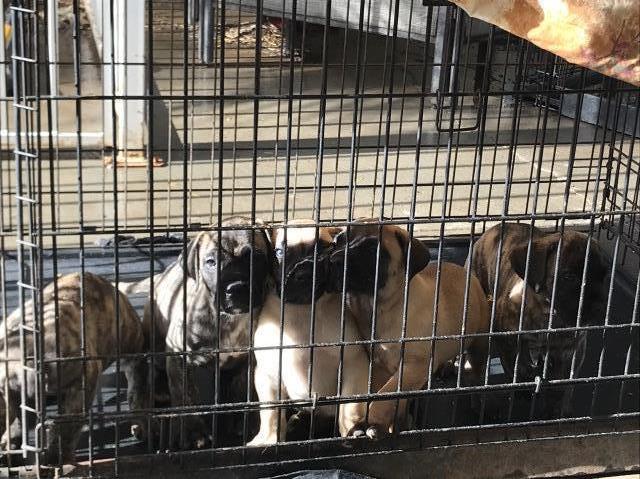 Presa Canario puppies!!