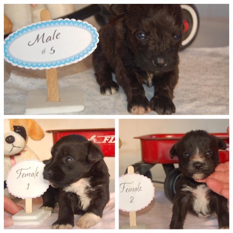 Miniature Schnauzer puppy for sale + 49490