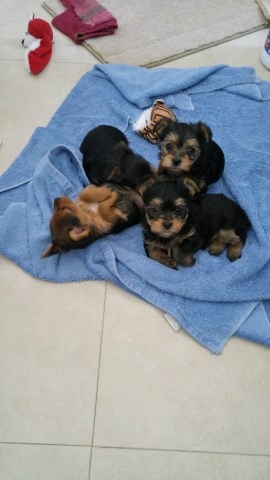 Yorkshire Terrier puppy for sale + 52786