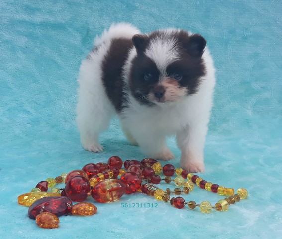 Pomeranian puppy for sale + 60690