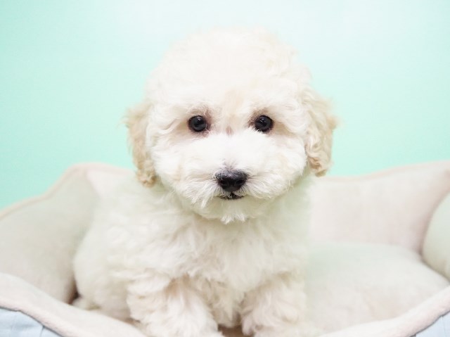 Goldendoodle puppy for sale + 54660