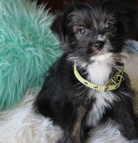 Darling puppy male - Great for kids! yorkie-miki