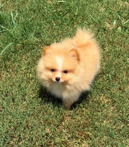 Pomeranian puppy for sale + 66628