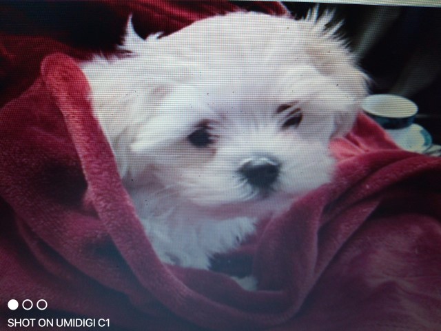 Adorable Male Bichon Frise