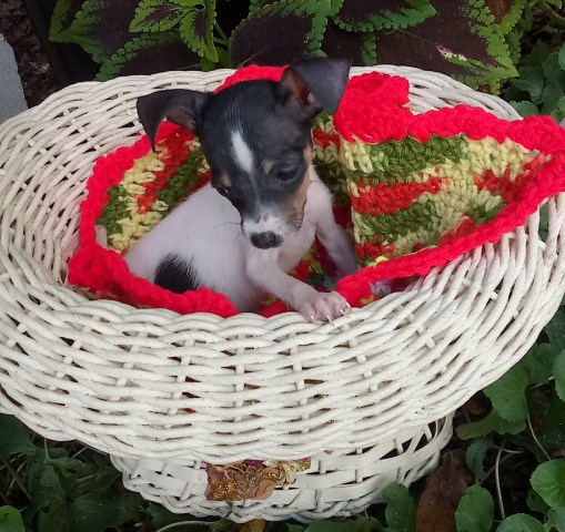 Lillie female  tri color type a ckc rat terrier toy