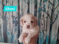 Cockapoos for Loving Homes Cockapoo for sale/adoption