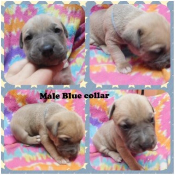 American Pit Bull Terrier puppy for sale + 46346