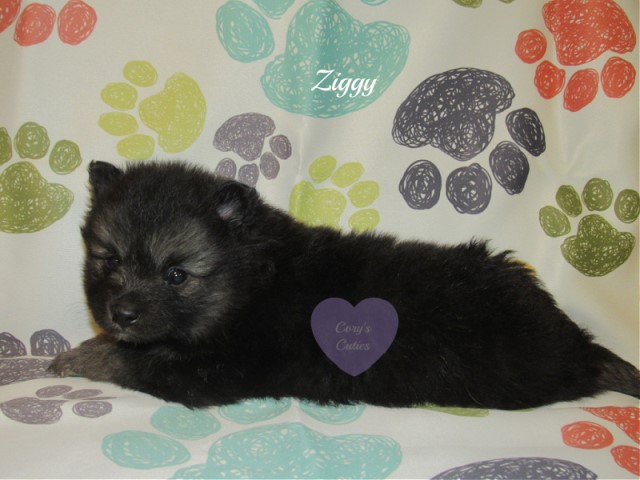 Pomeranian puppy for sale + 61412