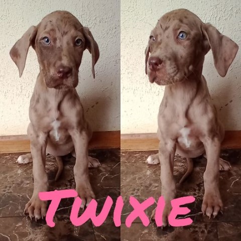 Great Dane puppy for sale + 59418