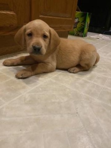 Registered Lab puppies