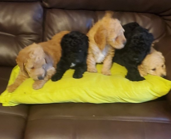 Goldendoodle pups