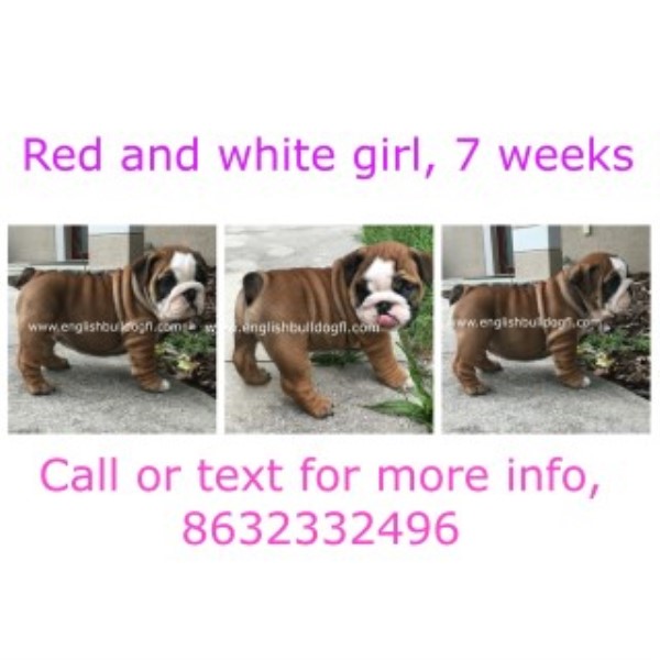 English Bulldog puppy for sale + 46688
