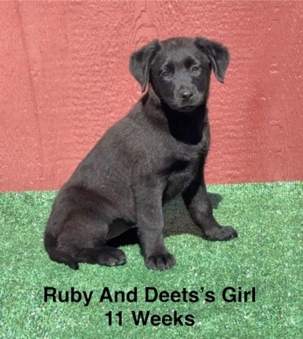 AKC Female Black Labrador Puppy