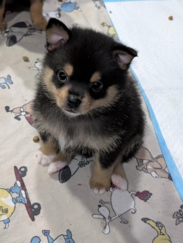 Pomeranian puppy for sale + 66817