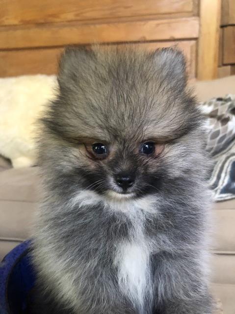 Pomeranian puppy for sale + 61855