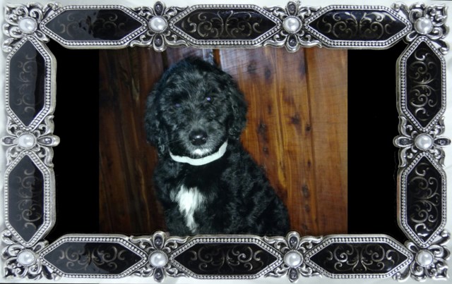 Poodle Standard puppy for sale + 48073