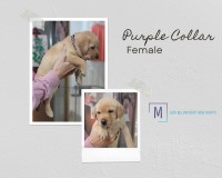 Red/Yellow Labrador Puppies Available Labrador Retriever for sale/adoption