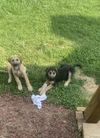 Five female shepadoodle (German shepherd/Standard poodle) $800 German Shepherd Dog for sale/adoption