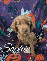 Red toy poodles Poodle Toy for sale/adoption