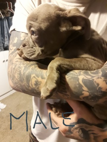 English Bulldog puppy for sale + 55571