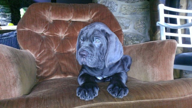 Male and Female Cane Corsos for sale