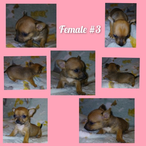 Jackahua pups (jack russell/ chihuahua mix)