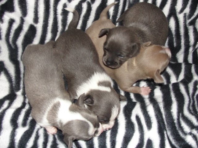 CKC Registered Chihuahua Puppies ~ Smooth Coats- Estimated Adult Charting Weight 3-9lbs