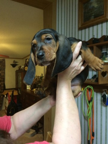 Basset Hound puppy for sale + 55730