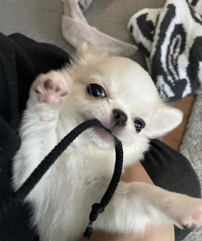 Chihuahua puppy available vaccinated and current on shots