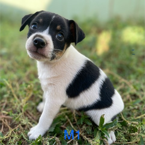 Miniature Rat Terrier Puppies