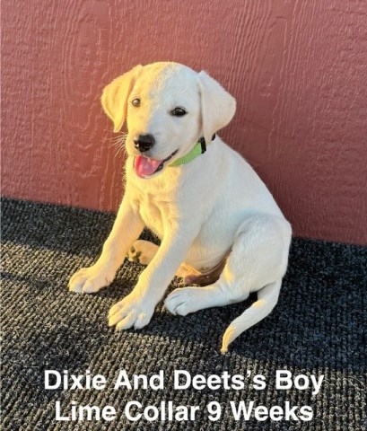 Labrador Retriever puppy for sale + 66807