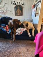 5 week old, English Mastiff Puppies ready for Forever Home, only $500-$800. Mastiff for sale/adoption